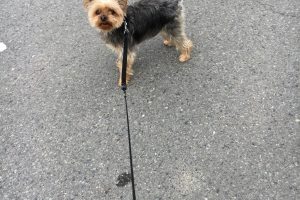 12月のお友達☆