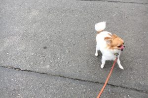 12月のお友達☆