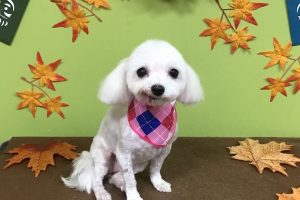 11月のお友達☆