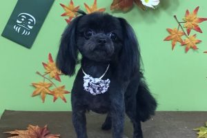 11月のお友達☆