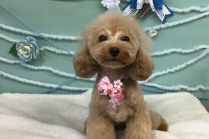 ３月のお友達☆
