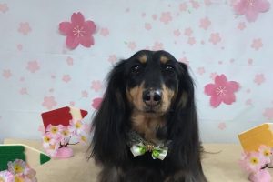 4月のお友達☆