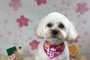4月のお友達☆