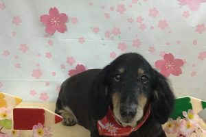 4月のお友達☆