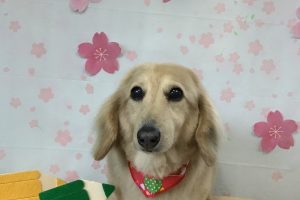 4月のお友達☆