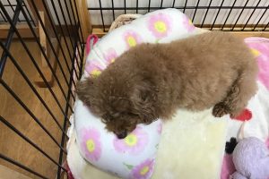 お泊り中☆