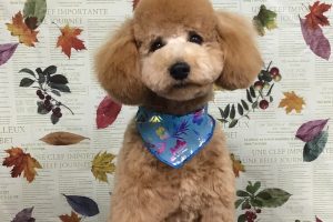 11月のお友達☆