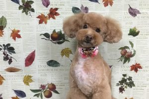 11月のお友達☆
