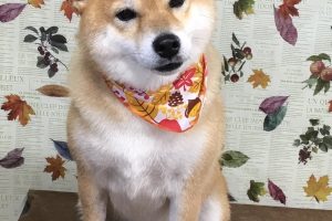 11月のお友達☆