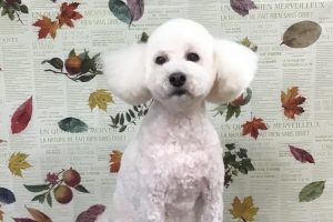 11月のお友達☆