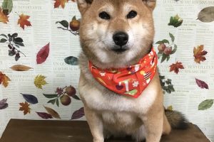 11月のお友達☆