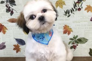 11月のお友達☆