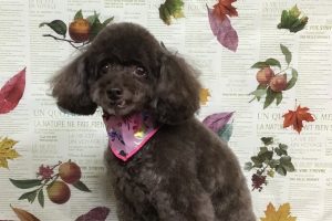 11月のお友達☆