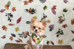 11月のお友達☆