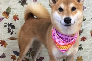 11月のお友達☆