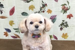 11月のお友達☆