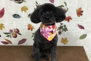 11月のお友達☆