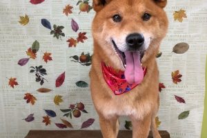 11月のお友達☆