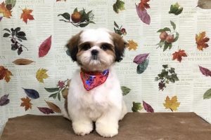 11月のお友達☆