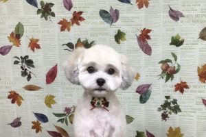 11月のお友達☆