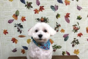 11月のお友達☆