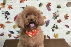 11月のお友達☆