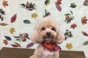 11月のお友達☆