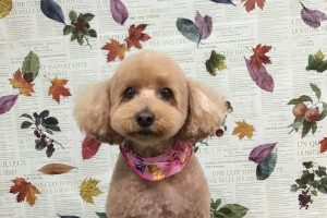 11月のお友達☆
