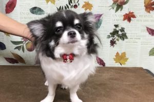 11月のお友達☆