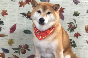 11月のお友達☆