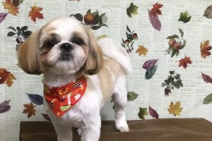 11月のお友達☆
