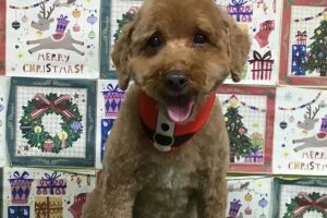 12月のお友達☆