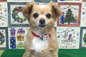 12月のお友達☆