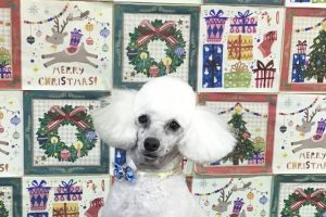 12月のお友達☆