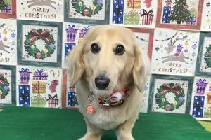 12月のお友達☆