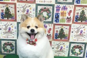 12月のお友達☆