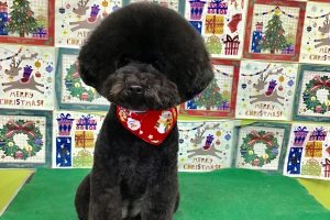 12月のお友達☆