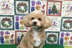12月のお友達☆