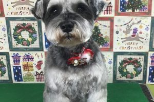 12月のお友達☆