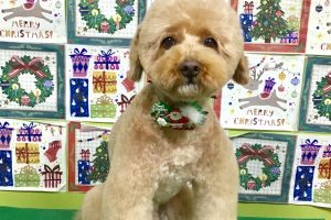 12月のお友達☆