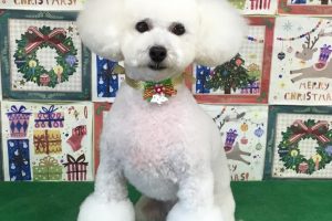 12月のお友達☆