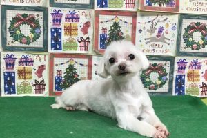 12月のお友達☆