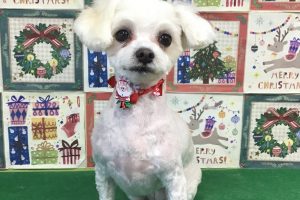 12月のお友達☆