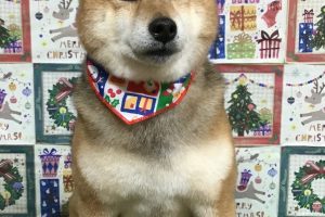 12月のお友達☆
