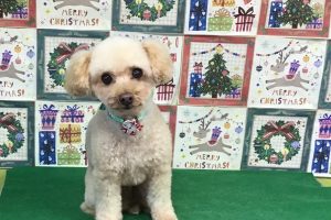 12月のお友達☆