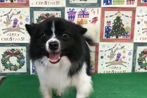 12月のお友達☆