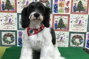 12月のお友達☆