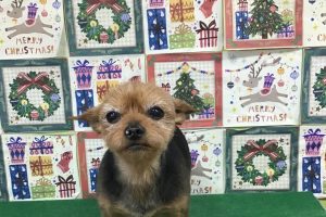 12月のお友達☆