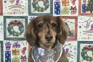 12月のお友達☆
