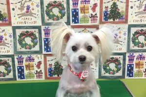 12月のお友達☆